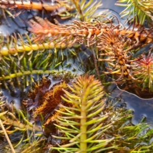 Myriophyllum simulans at Wanniassa, ACT - 19 Jun 2022