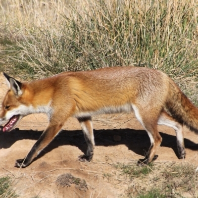 Vulpes vulpes (Red Fox) at Urila, NSW - 19 Jun 2022 by Milobear