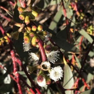 Eucalyptus pauciflora subsp. pauciflora at Hughes, ACT - 18 Jun 2022 11:15 AM