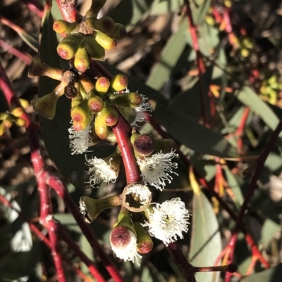 Eucalyptus pauciflora subsp. pauciflora (White Sally, Snow Gum) at Hughes, ACT - 18 Jun 2022 by Tapirlord