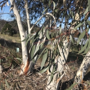 Eucalyptus pauciflora subsp. pauciflora at Hughes, ACT - 18 Jun 2022 11:15 AM