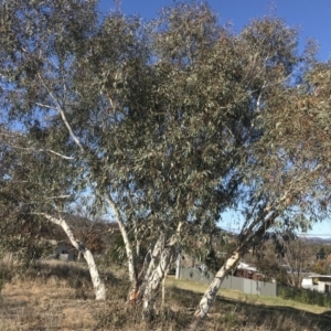 Eucalyptus pauciflora subsp. pauciflora at Hughes, ACT - 18 Jun 2022