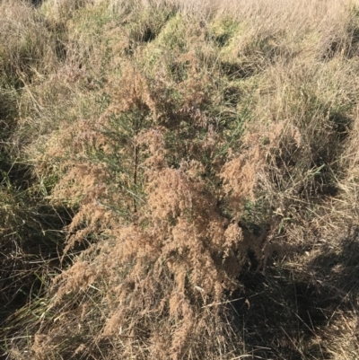 Cassinia sifton (Sifton Bush, Chinese Shrub) at Hughes, ACT - 18 Jun 2022 by Tapirlord