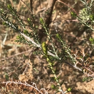 Cassinia sifton at Hughes, ACT - 18 Jun 2022 11:15 AM