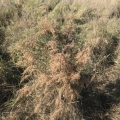 Cassinia sifton at Hughes, ACT - 18 Jun 2022 11:15 AM