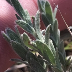 Pimelea curviflora at Red Hill, ACT - 13 Jun 2022 02:00 PM