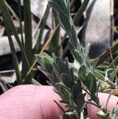 Pimelea curviflora at Red Hill, ACT - 13 Jun 2022 02:00 PM