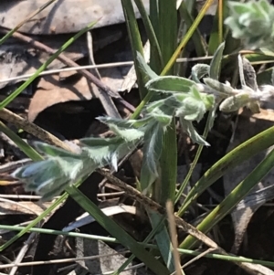 Pimelea curviflora at Red Hill, ACT - 13 Jun 2022 02:00 PM