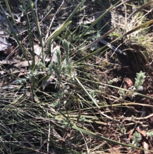 Pimelea curviflora at Red Hill, ACT - 13 Jun 2022 02:00 PM