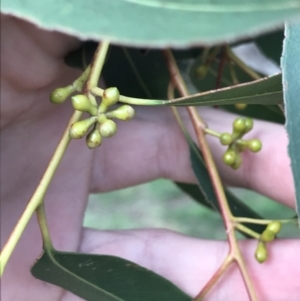 Eucalyptus smithii at Phillip, ACT - 3 Jun 2022