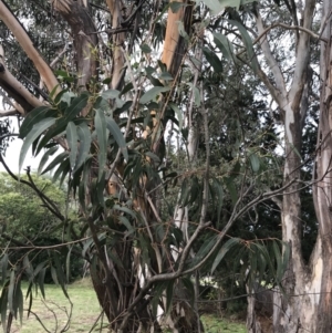 Eucalyptus smithii at Phillip, ACT - 3 Jun 2022