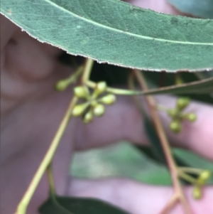 Eucalyptus smithii at Phillip, ACT - 3 Jun 2022