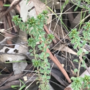 Pultenaea procumbens at Garran, ACT - 22 May 2022 04:01 PM