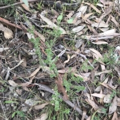 Pultenaea procumbens at Garran, ACT - 22 May 2022 04:01 PM