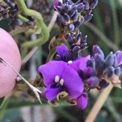 Hardenbergia violacea (False Sarsaparilla) at Garran, ACT - 22 May 2022 by Tapirlord