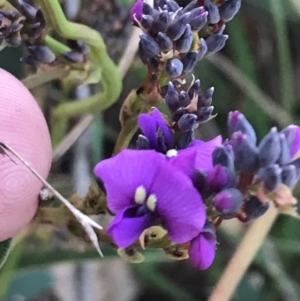 Hardenbergia violacea at Garran, ACT - 22 May 2022 04:00 PM