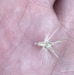 Rytidosperma laeve (Bare-backed Wallaby Grass) at Red Hill, ACT - 22 May 2022 by Tapirlord