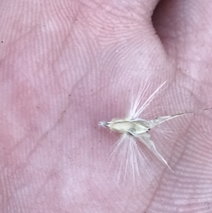 Rytidosperma laeve at Red Hill, ACT - 22 May 2022