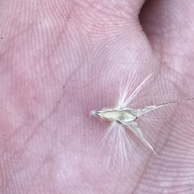 Rytidosperma laeve (Bare-backed Wallaby Grass) at Red Hill, ACT - 22 May 2022 by Tapirlord