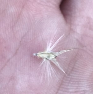 Rytidosperma laeve at Red Hill, ACT - 22 May 2022