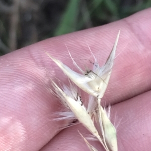 Rytidosperma laeve at Red Hill, ACT - 22 May 2022