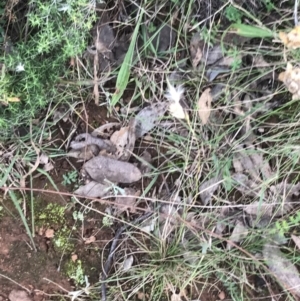 Rytidosperma laeve at Red Hill, ACT - 22 May 2022