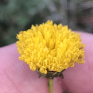 Rutidosis leptorhynchoides at Red Hill, ACT - 22 May 2022