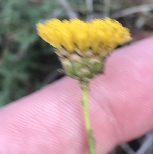 Rutidosis leptorhynchoides at Red Hill, ACT - 22 May 2022