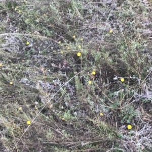 Rutidosis leptorhynchoides at Red Hill, ACT - 22 May 2022