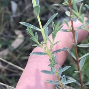 Pimelea sp. at Red Hill, ACT - 22 May 2022 03:30 PM