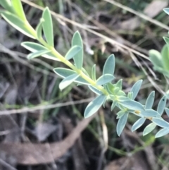 Pimelea sp. at Red Hill, ACT - 22 May 2022 03:30 PM