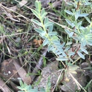 Pimelea sp. at Red Hill, ACT - 22 May 2022 03:30 PM