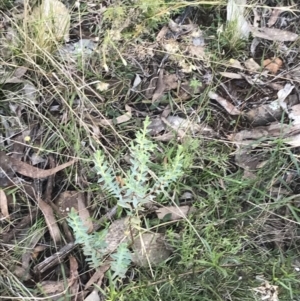 Pimelea sp. at Red Hill, ACT - 22 May 2022 03:30 PM