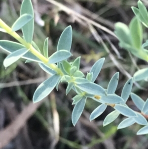 Pimelea sp. at Red Hill, ACT - 22 May 2022 03:30 PM