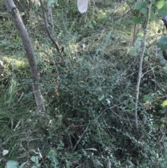 Cotoneaster pannosus at Red Hill, ACT - 22 May 2022 03:28 PM