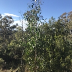 Acacia implexa at Deakin, ACT - 22 May 2022 03:21 PM