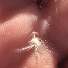 Rytidosperma fulvum at Deakin, ACT - 22 May 2022