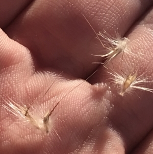 Rytidosperma fulvum at Deakin, ACT - 22 May 2022