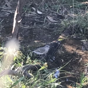 Pachycephala pectoralis at Deakin, ACT - 22 May 2022