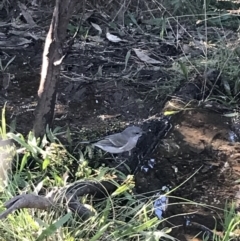 Pachycephala pectoralis at Deakin, ACT - 22 May 2022