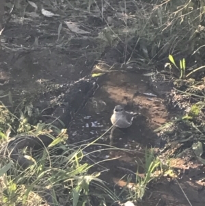 Pachycephala pectoralis at Deakin, ACT - 22 May 2022