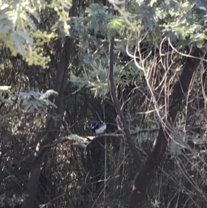 Malurus cyaneus at Deakin, ACT - 22 May 2022