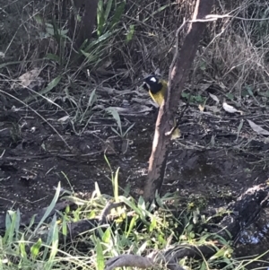 Nesoptilotis leucotis at Deakin, ACT - 22 May 2022