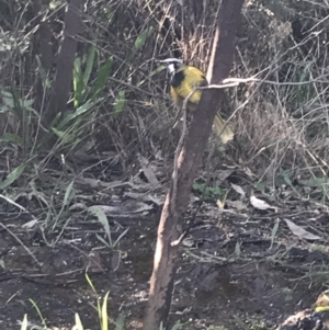 Nesoptilotis leucotis at Deakin, ACT - 22 May 2022