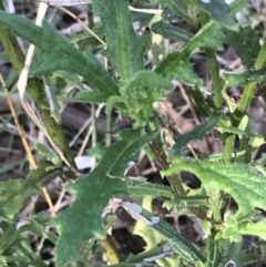 Senecio hispidulus at Deakin, ACT - 22 May 2022 02:50 PM