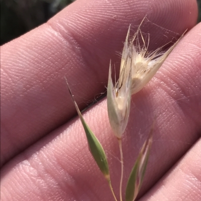 Rytidosperma auriculatum (Lobed Wallaby Grass) at Deakin, ACT - 22 May 2022 by Tapirlord