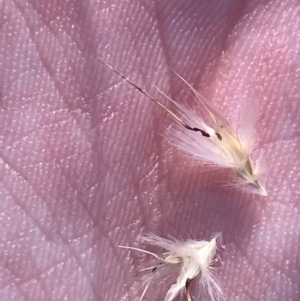 Rytidosperma auriculatum at Deakin, ACT - 22 May 2022 02:47 PM