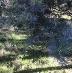 Acacia baileyana x Acacia decurrens (Cootamundra Wattle x Green Wattle (Hybrid)) at Federal Golf Course - 22 May 2022 by Tapirlord