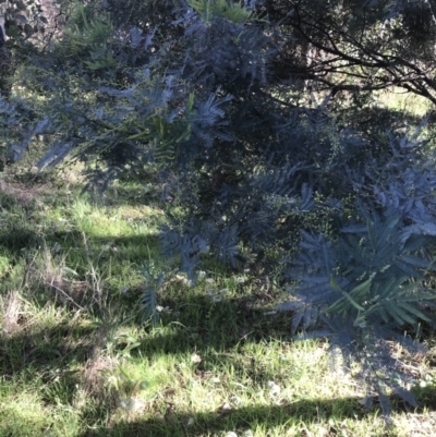 Acacia baileyana x Acacia decurrens (Cootamundra Wattle x Green Wattle (Hybrid)) at Federal Golf Course - 22 May 2022 by Tapirlord