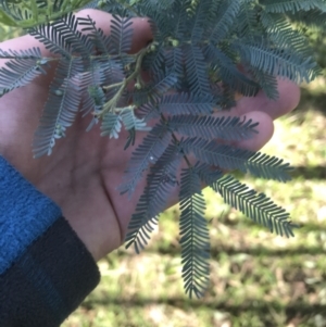 Acacia baileyana x Acacia decurrens at Red Hill, ACT - 22 May 2022 02:45 PM